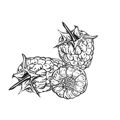Hand drawn sketch black and white of raspberry branch, berry, leaf. Vector illustration. Elements in graphic style label, card, sticker, menu, package.
