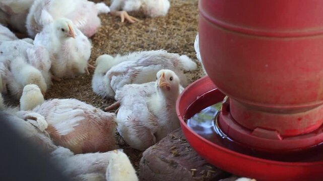 Chickens drinking water from a water pot on a poultry farm, A group of broiler chickens drinking water, A flock of yellow chicks drinking water from a drinker on a farm