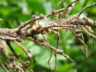 Nitrogen-fixing bacteria on legume roots close-up in natural conditions
