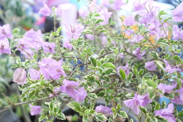 flowers in the garden