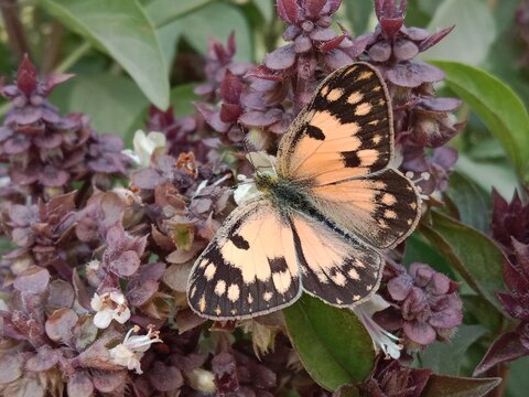 Butterfly on ocimum basilicum flower or butterfly on Basil flower in the garden 