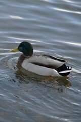 This mallard is swimming in the sea in sunny autumn day.