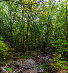 Obraz premium A view of the trees beside the path to the top at Saguenay Fjord National Park, Quebec in Canada in the fall