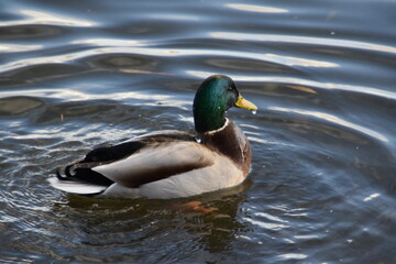 This mallard is swimming in the sea in sunny autumn day.