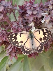 Butterfly on ocimum basilicum flower or butterfly on Basil flower in the garden 