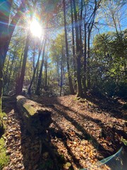 North Carolina Woods