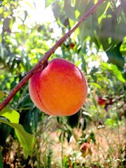 Ripe peach in sunlit orchard