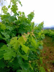 Green grapevines stretching towards the horizon