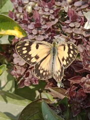Butterfly on ocimum basilicum flower or butterfly on Basil flower in the garden 