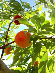 Peaches on a tree under a blue sky.
