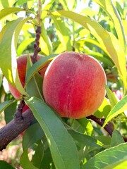 Ripe peaches on a tree in a sunny orchard.