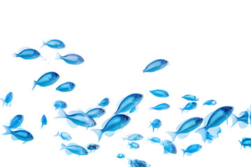 A school of small tropical fish in a clear, blue water environment, isolated on white background