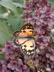 Butterfly on ocimum basilicum flower or butterfly on Basil flower in the garden 