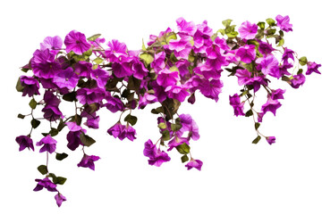A delicate vine with cascading purple flowers hanging gracefully, showcasing a lush and vibrant bloom. Isolated on white background