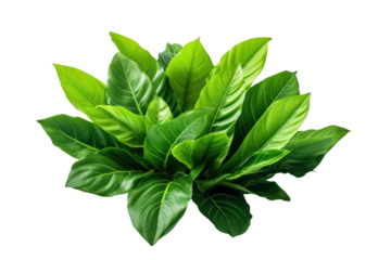 A cluster of lush green leaves with pointed corners, elegantly fanned out, emphasizing their rich color and detail isolated on white background