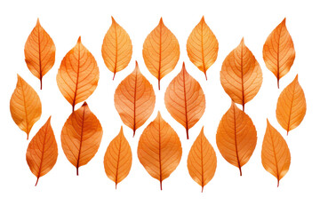 Obraz premium A close-up view of dry orange metallic leaves arranged in a symmetrical pattern Isolated on white background