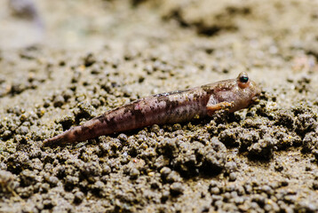 トビハゼ　スズキ目ハゼ科トビハゼ属