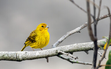 Canário-da-terra: O brilho dourado da fauna brasileira