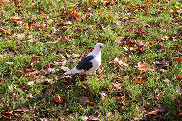 A striking white pigeon with black wings walking on green grass surrounded by fallen autumn leaves, illuminated by sunlight