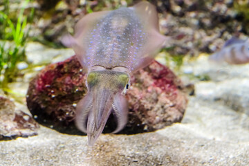 虹色に輝くイカ