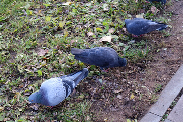 Fototapeta premium A trio of pigeons foraging on a leaf-strewn ground near a sidewalk, capturing urban wildlife amidst natural surroundings in a city park