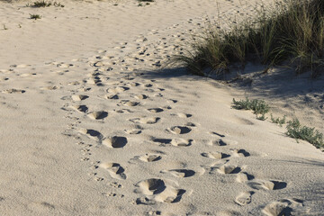 Footprints on sandy dunes leading to patches of grass, evoking a serene and natural coastal landscape perfect for outdoor and travel themes.