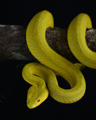 snake