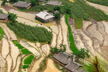 Plowing the fields for the new rice crop in Hoang Su Phi, Ha Giang, this is manual and hard work....