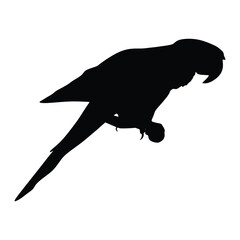 Parrot vector flat icon.