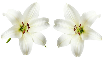 Fototapeta premium Two Elegant White Lilies on a transparent Background