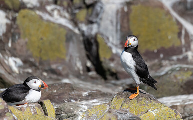 Puffins on the ground, Northumberland, England
