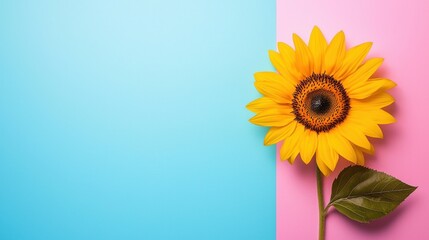 Obraz premium Vibrant Sunflower Bloom in a Field on a Sunny Summer Day