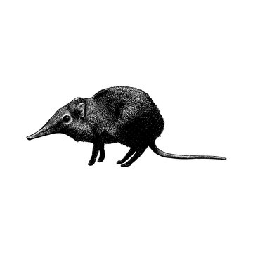 Elephant Shrew hand drawing vector isolated on background.