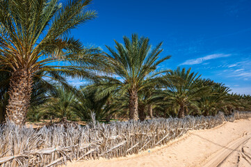 Obraz premium Date Palm Oasis near the city of Douz, Tunisia.