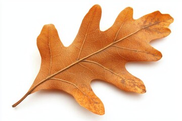 Fototapeta premium The oak tree's fall foliage is prominent when isolated on a white background.