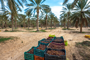 Date Palm Oasis near the city of Douz, Tunisia.