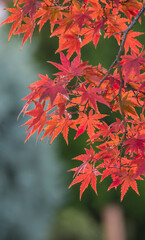 background image of red maple leaves in autumn season