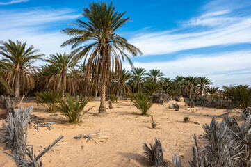 Date Palm Oasis near the city of Douz, Tunisia.