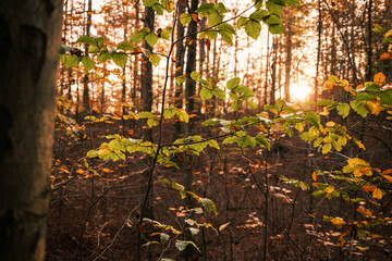 Abendsonne im herbstlichen Wald