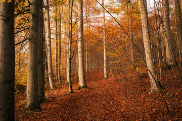 Obraz premium Rot gold gefärbter Buchenwald im Herbst