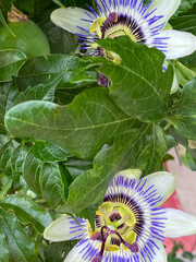 Enredadera de Flor del mburucuyá © GABRIELA