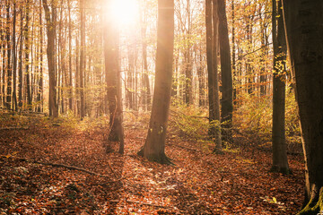 Tief stehende Sonne scheint durch den goldigen Herbstwald