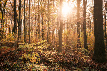 Die Sonne schein durch einen gefärbten Herbstwald