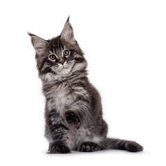 Majestic black tabby Maine Coon cat kitten, sitting up facing front with paw out like shaking hands. Looking towards camera. Isolated on a white background.