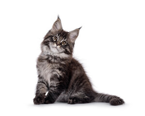 Fototapeta premium Majestic black tabby Maine Coon cat kitten, sitting up side ways. Looking towards camera. Isolated on a white background.