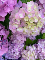 Fototapeta premium Hortensias florecidas