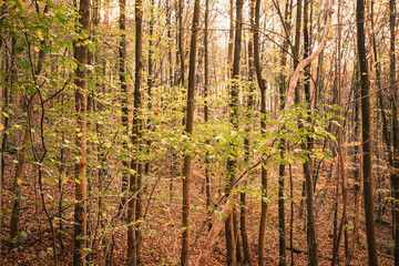 Dichter Harzer Herbstlicher Mischwald