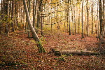 Mischwald mit vielen Bäumen im Herbst
