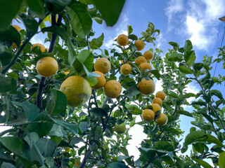 yellow lemons on a tree during citrus season