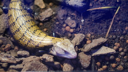 4k footage Blue tongue lizard or
Tiliqua
at the Zoo. selective focus, in detail.